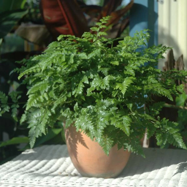 Leather ferns Flowers Cultural Horticrop